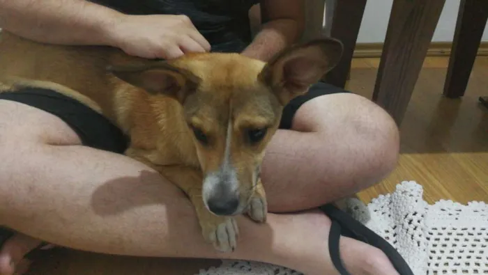 Cachorro ra a Não definida idade 7 a 11 meses nome Sem nome 