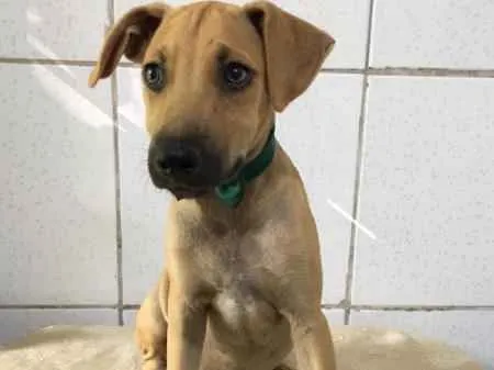 Cachorro ra a SRD idade 2 a 6 meses nome Xodó