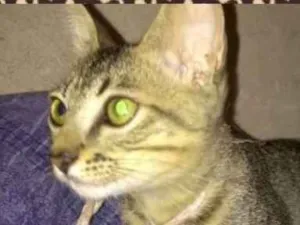 Gato raça Srd idade  nome Pitika castrada