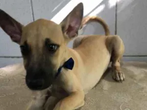 Cachorro raça SRD idade 2 a 6 meses nome Simba