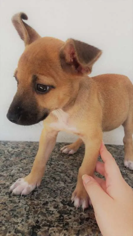 Cachorro ra a SRD idade 2 a 6 meses nome Sem nome