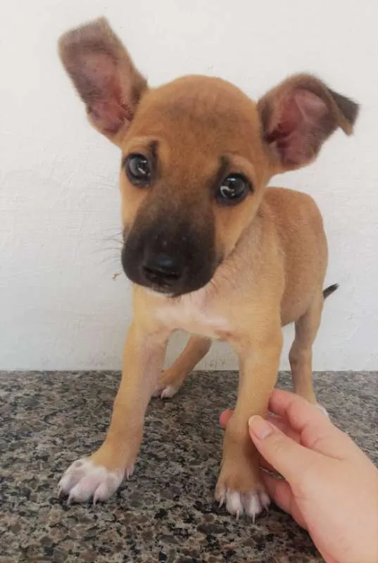 Cachorro ra a SRD idade 2 a 6 meses nome Sem nome