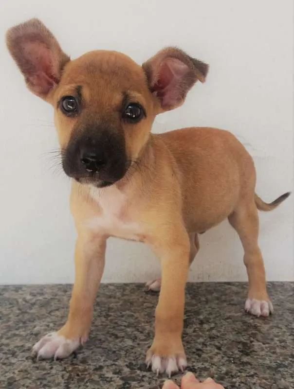 Cachorro ra a SRD idade 2 a 6 meses nome Sem nome
