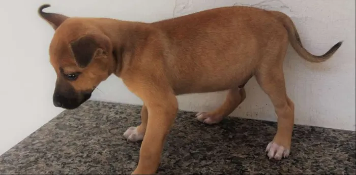Cachorro ra a SRD idade 2 a 6 meses nome Sem nome