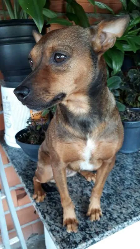 Cachorro ra a SRD idade 2 anos nome MEL