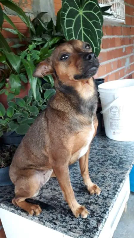 Cachorro ra a SRD idade 2 anos nome MEL