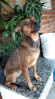 MEL