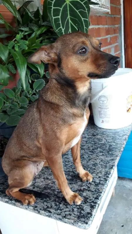 Cachorro ra a SRD idade 2 anos nome MEL
