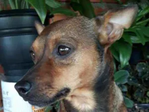 Cachorro raça SRD idade 2 anos nome MEL