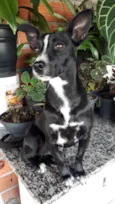 NEGUINHA