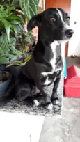 NEGUINHA