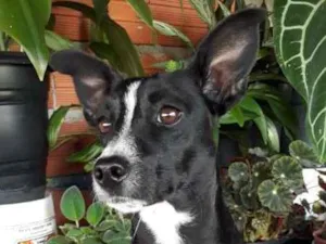 Cachorro raça SRD idade 2 anos nome NEGUINHA