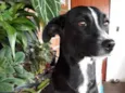NEGUINHA