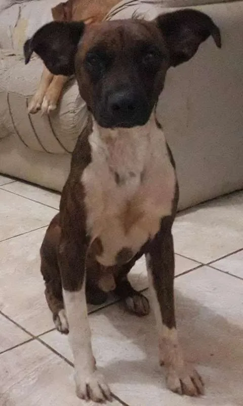 Cachorro ra a vira lata idade 2 anos nome Rex