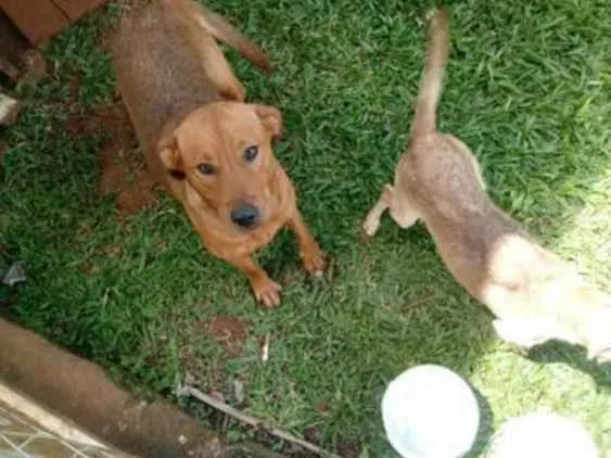 Cachorro ra a  idade 2 anos nome Penélope....Lelê