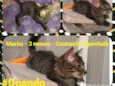 Tigrinho - castrado