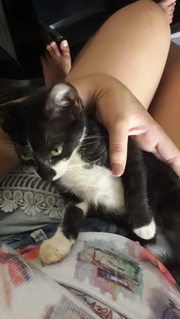 Gato raça Misto idade 2 a 6 meses nome Filhote 