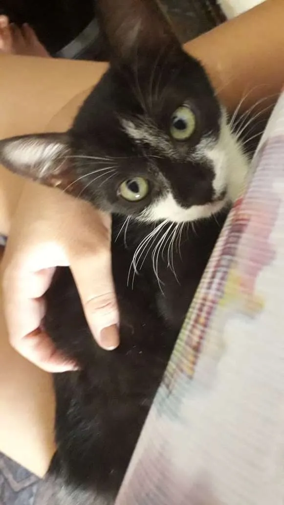 Gato raça Misto idade 2 a 6 meses nome Filhote 