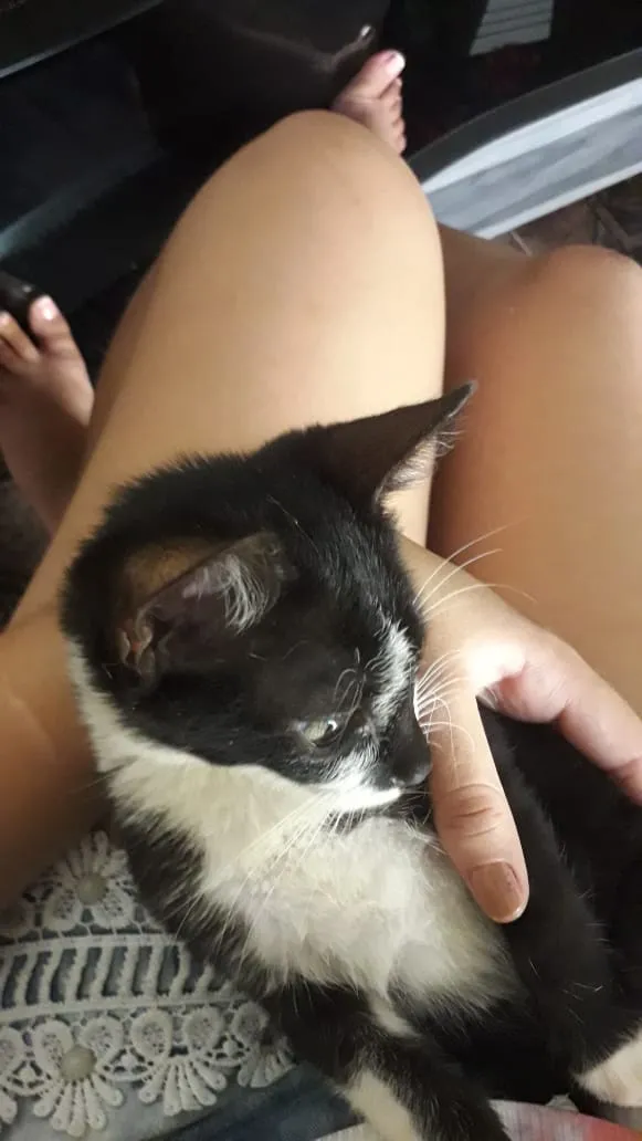 Gato raça Misto idade 2 a 6 meses nome Filhote 