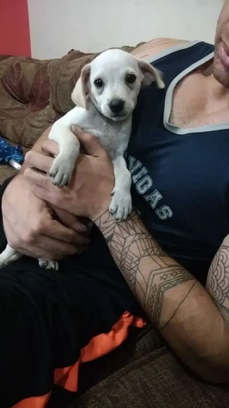 Cachorro ra a SRD idade 2 a 6 meses nome Filhotes 