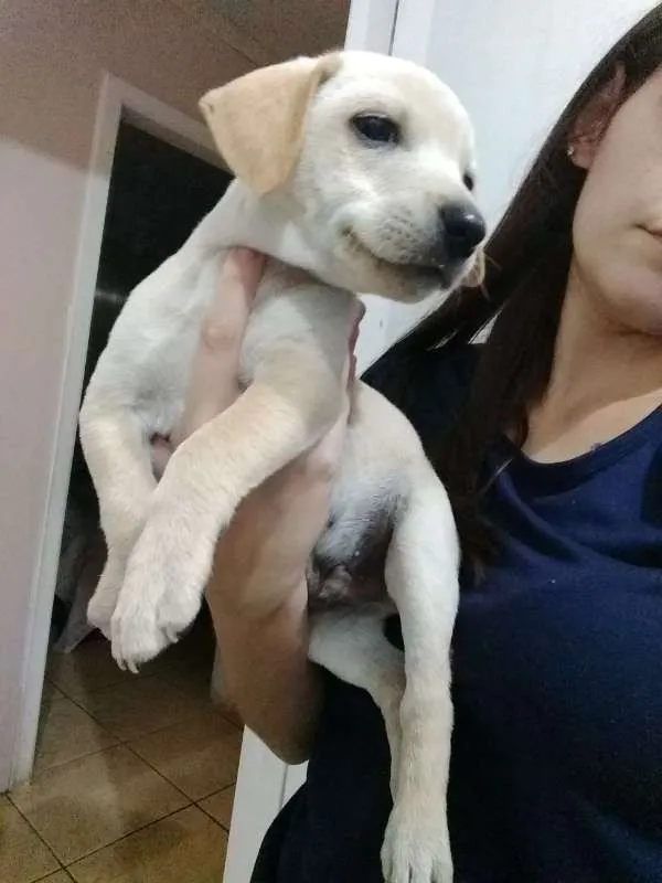 Cachorro ra a SRD idade 2 a 6 meses nome Filhotes 