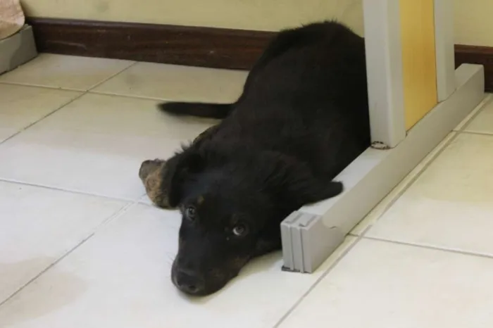 Cachorro ra a Sem Raça Definida idade 2 a 6 meses nome Bilbo