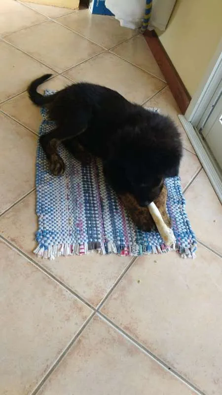 Cachorro ra a Sem Raça Definida idade 2 a 6 meses nome Bilbo