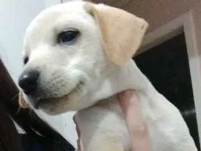 Cachorro ra a SRD idade 2 a 6 meses nome Filhotes 