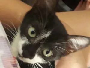 Gato raça Misto idade 2 a 6 meses nome Filhote 