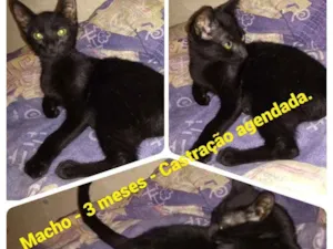 Gato raça Srd idade 2 a 6 meses nome Pastel -castrado