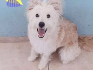 Cachorro raça Indefinida  idade 7 a 11 meses nome Mel