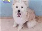 Cachorro raça Indefinida  idade 7 a 11 meses nome Mel