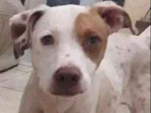 Cachorro raça Pit-Bull red nose idade 1 ano nome Logan