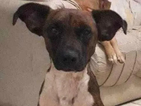 Cachorro ra a vira lata idade 2 anos nome Rex