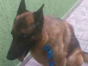 Cachorro raça Pastor Alemão idade 4 anos nome Hanter