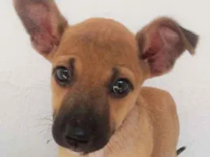 Cachorro raça SRD idade 2 a 6 meses nome Sem nome