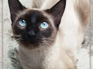 Gato raça siamesa idade 1 ano nome Tatá