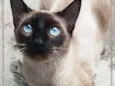 Tatá