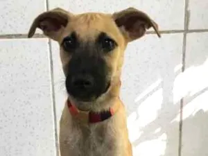 Cachorro raça SRD idade 2 a 6 meses nome Ravena