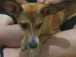 Cachorro raça Não definida idade 7 a 11 meses nome Sem nome 