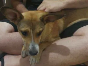 Cachorro raça Não definida idade 7 a 11 meses nome Sem nome 