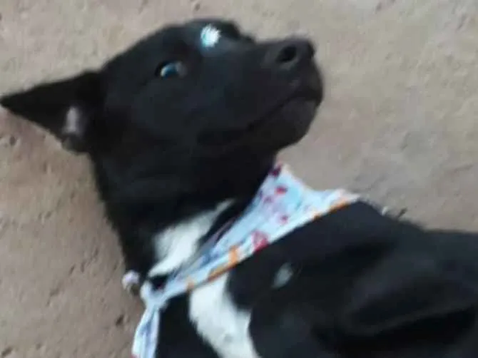 Cachorro ra a SRD  idade 1 ano nome Pantera 