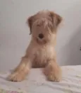 Nina Filhote Pequena