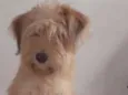 Nina Filhote Pequena