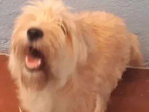 Cachorro raça  idade 7 a 11 meses nome Nina Filhote Pequena