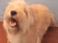 Nina Filhote Pequena