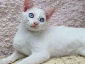 Cachorro raça SRD idade Abaixo de 2 meses nome Snow