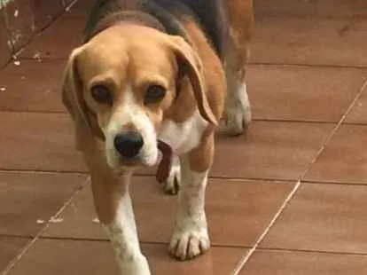Cachorro ra a Beagle  idade 3 anos nome Spike 