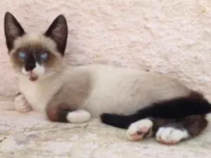 Gato raça srd idade Abaixo de 2 meses nome Yuri