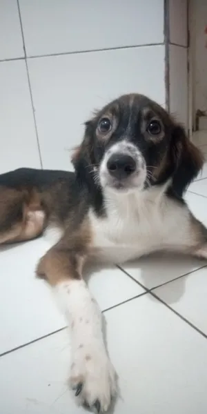 Cachorro raça viralata idade 7 a 11 meses nome maylon